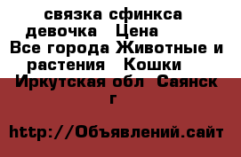 связка сфинкса. девочка › Цена ­ 500 - Все города Животные и растения » Кошки   . Иркутская обл.,Саянск г.